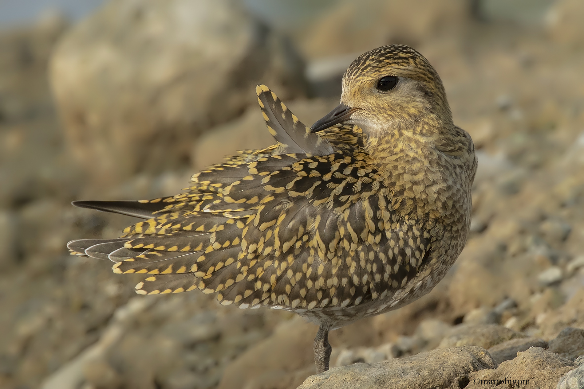 Golden Plover