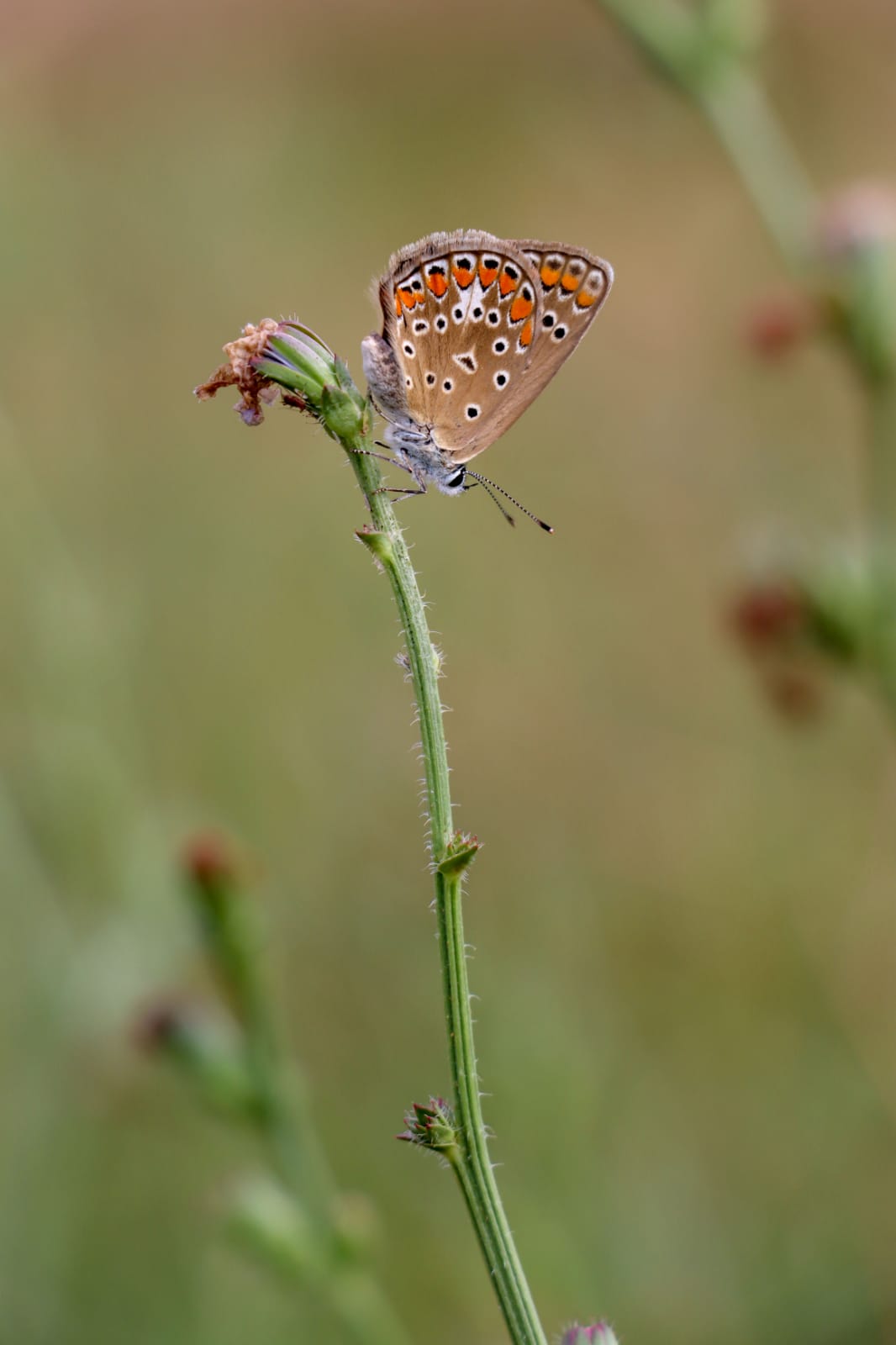 Farfalla