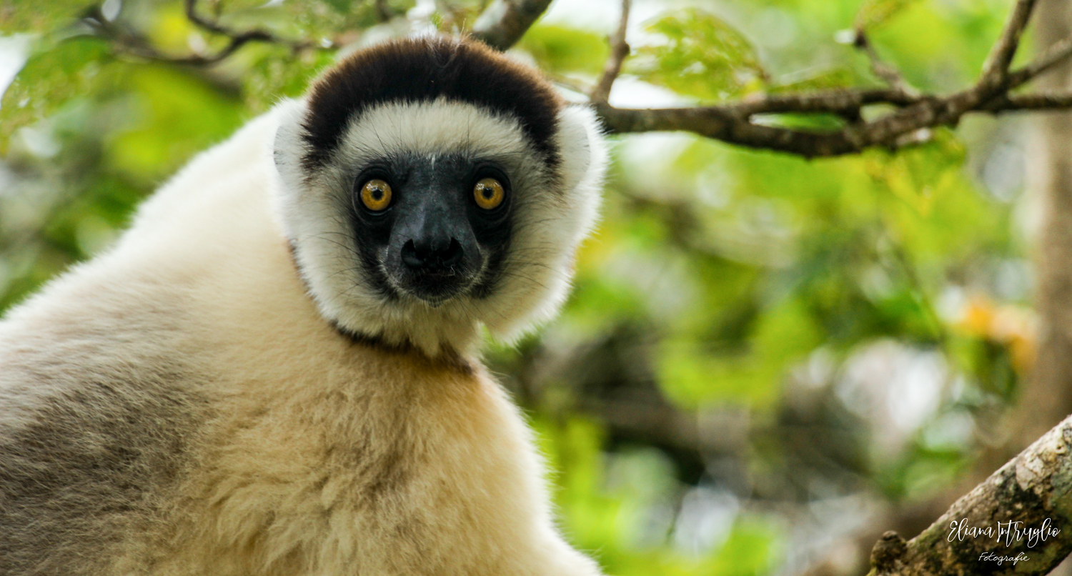 The portrait of the sifaka