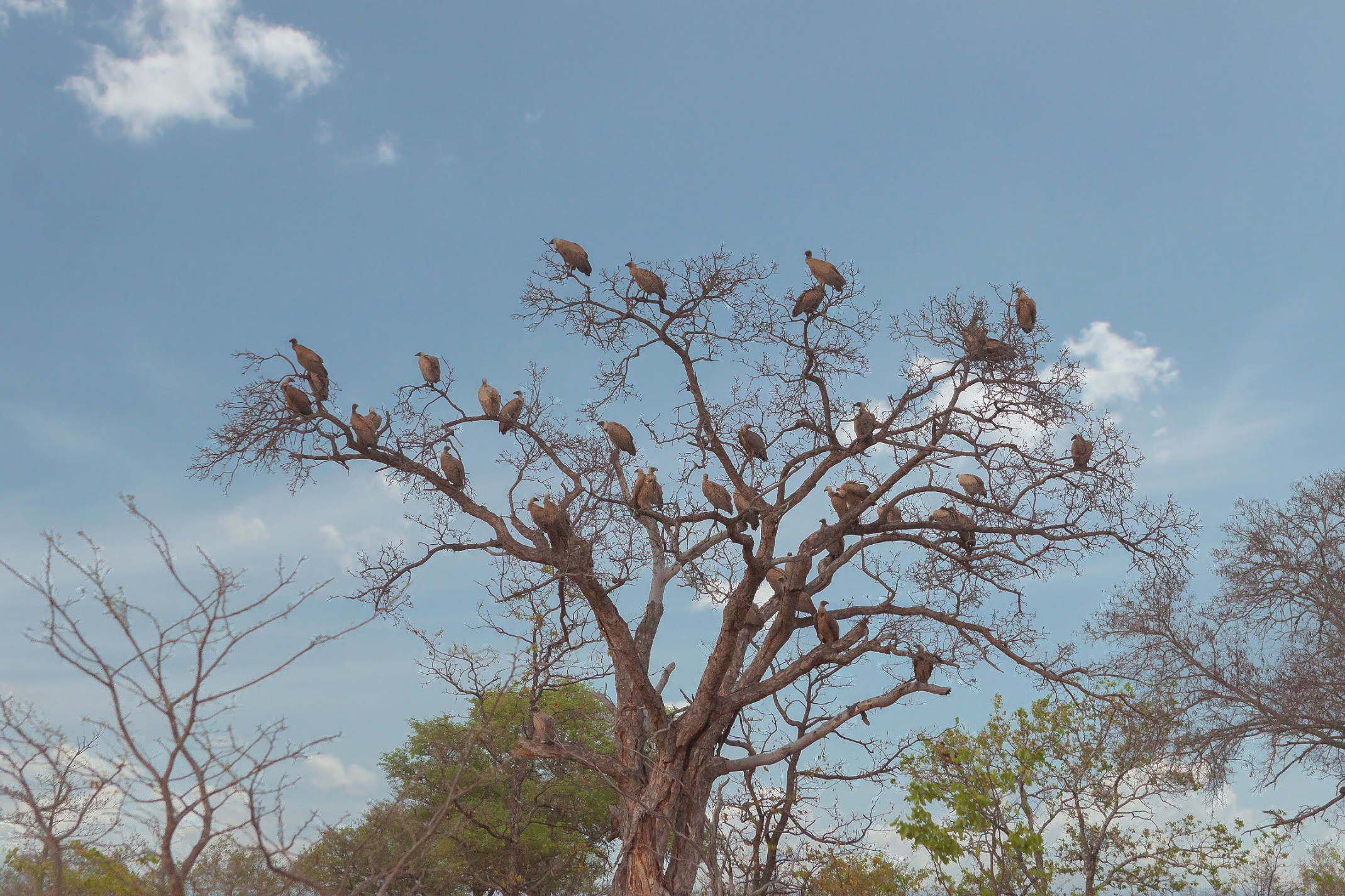 Come un albero .. carico di frutti