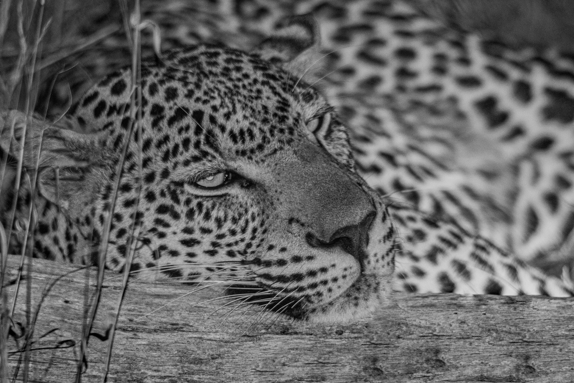 Un pò.. assonnato...