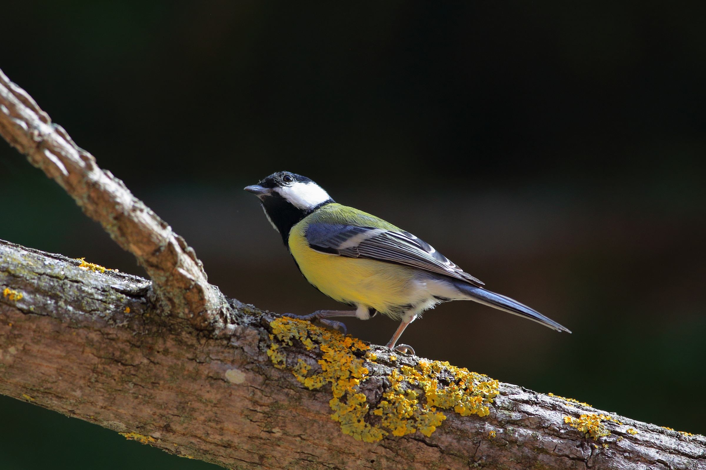 Parus maior     cinciallegra