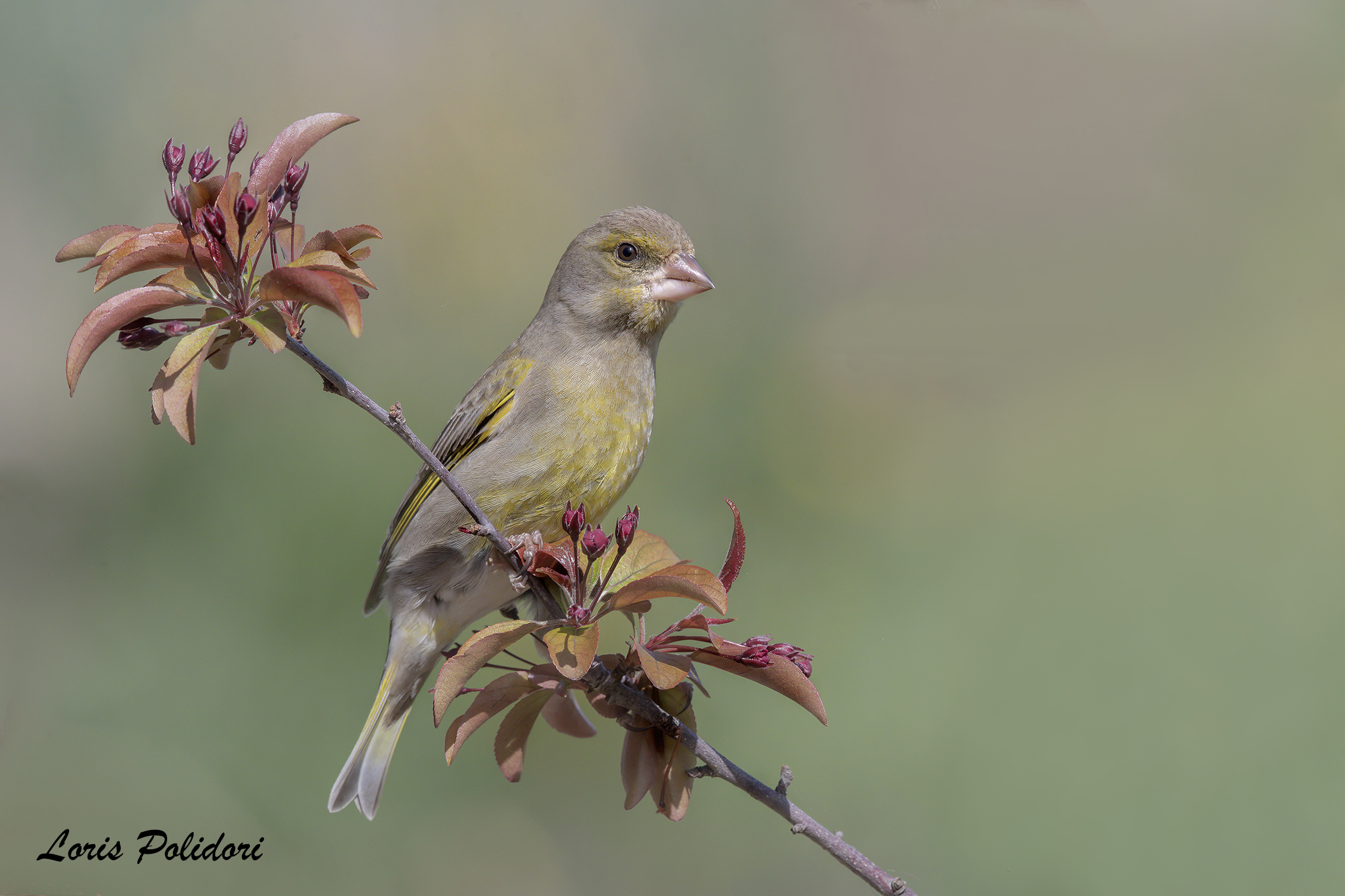 Greenfinch