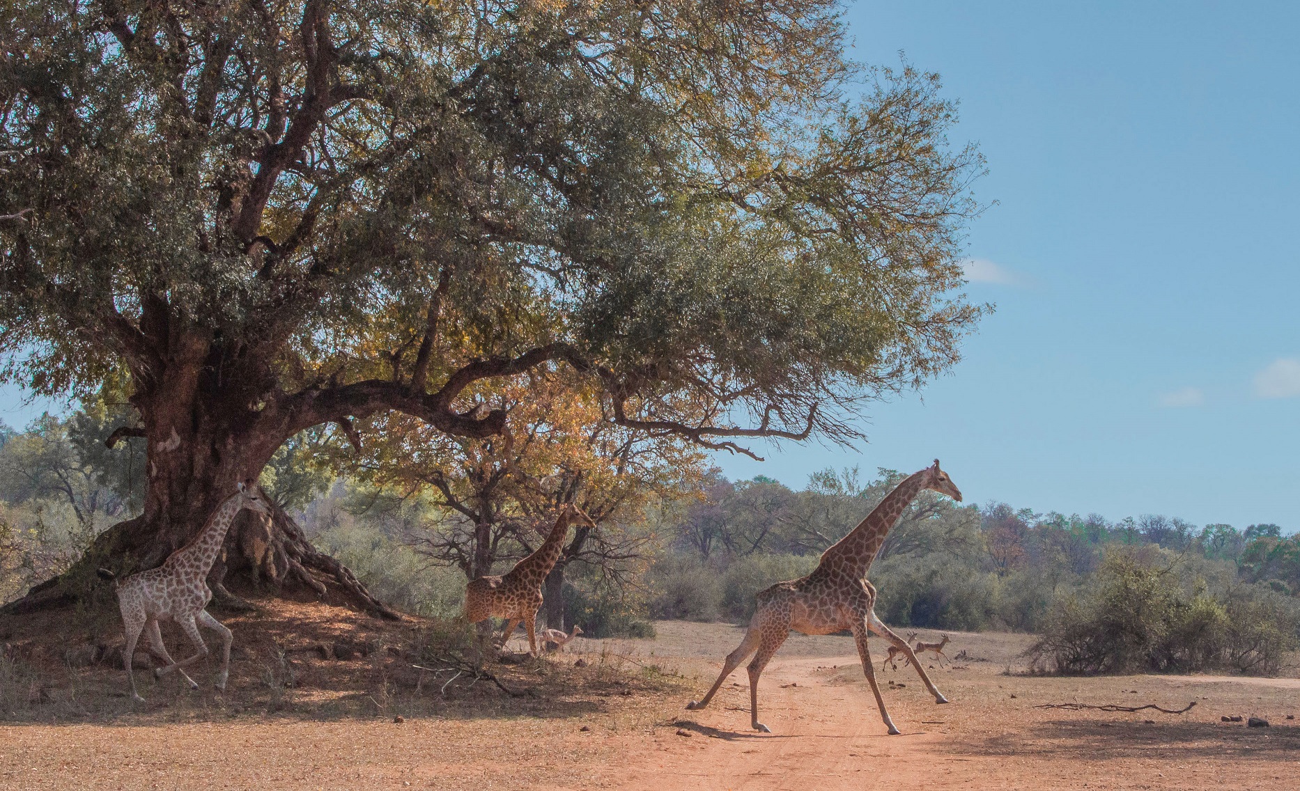 Giovani giraffe... crescono...