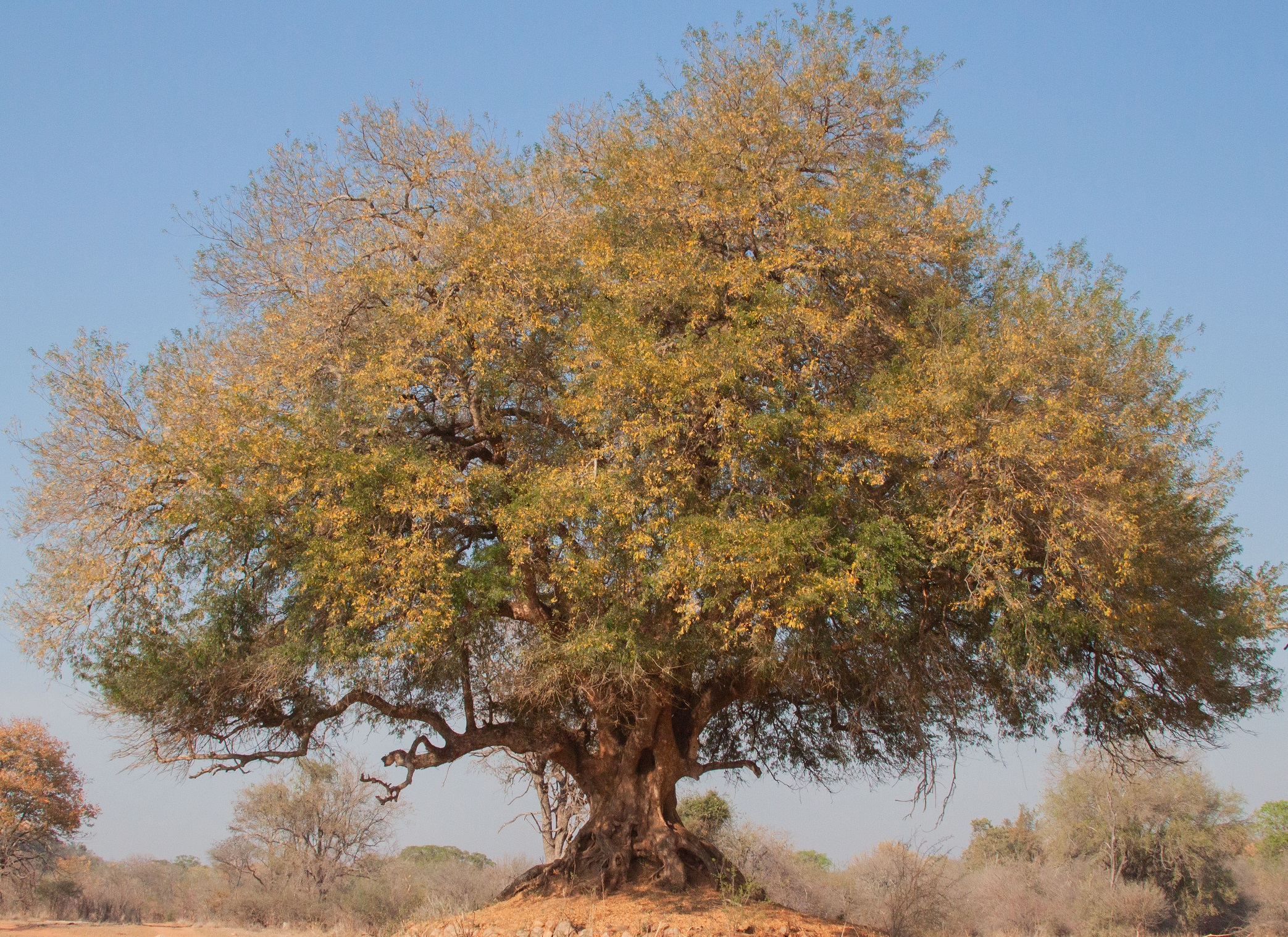 L'albero della vita...