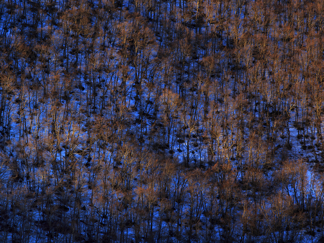 alberi in... fiamme