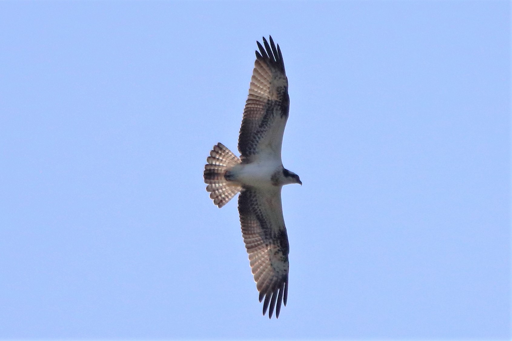 Osprey