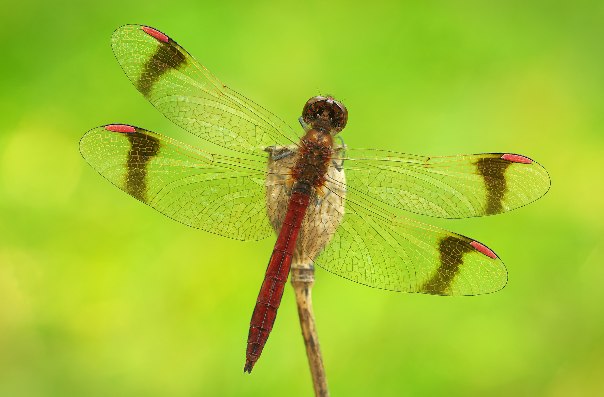Sympetrum pedemontanum