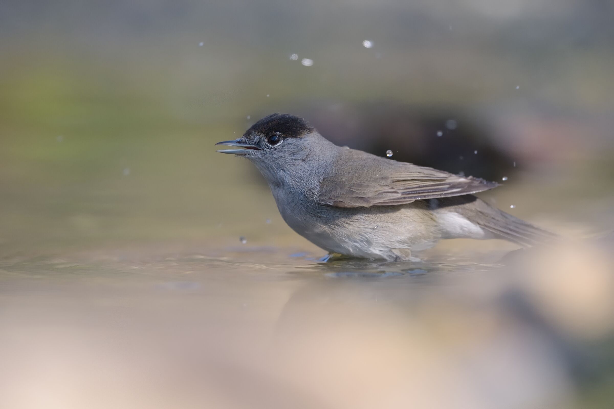 Black cap (Sylvia atricapilla)