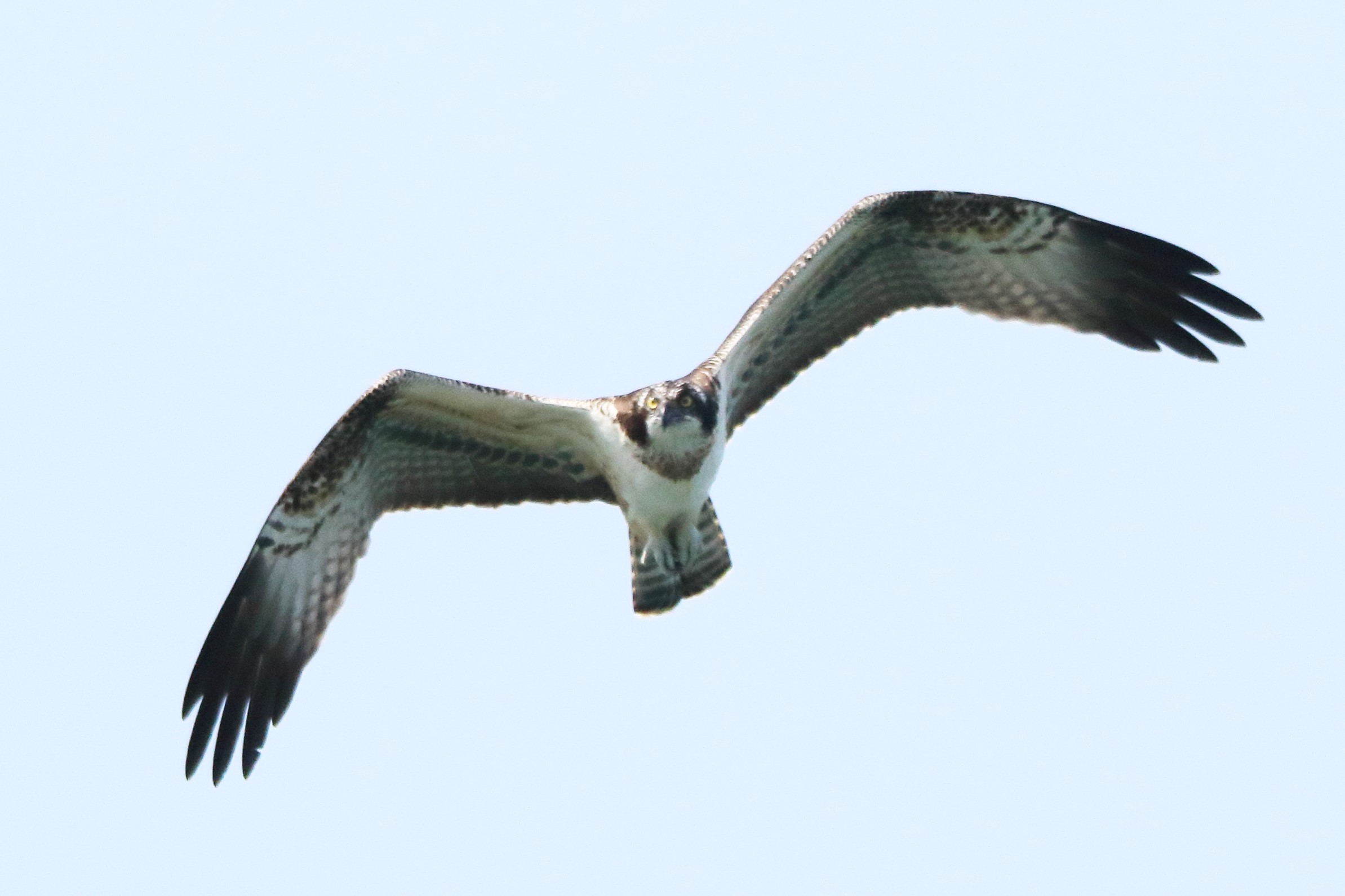 Osprey