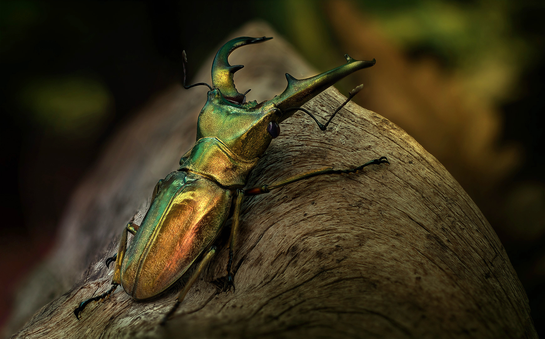 Cyclommatus cupreonitens