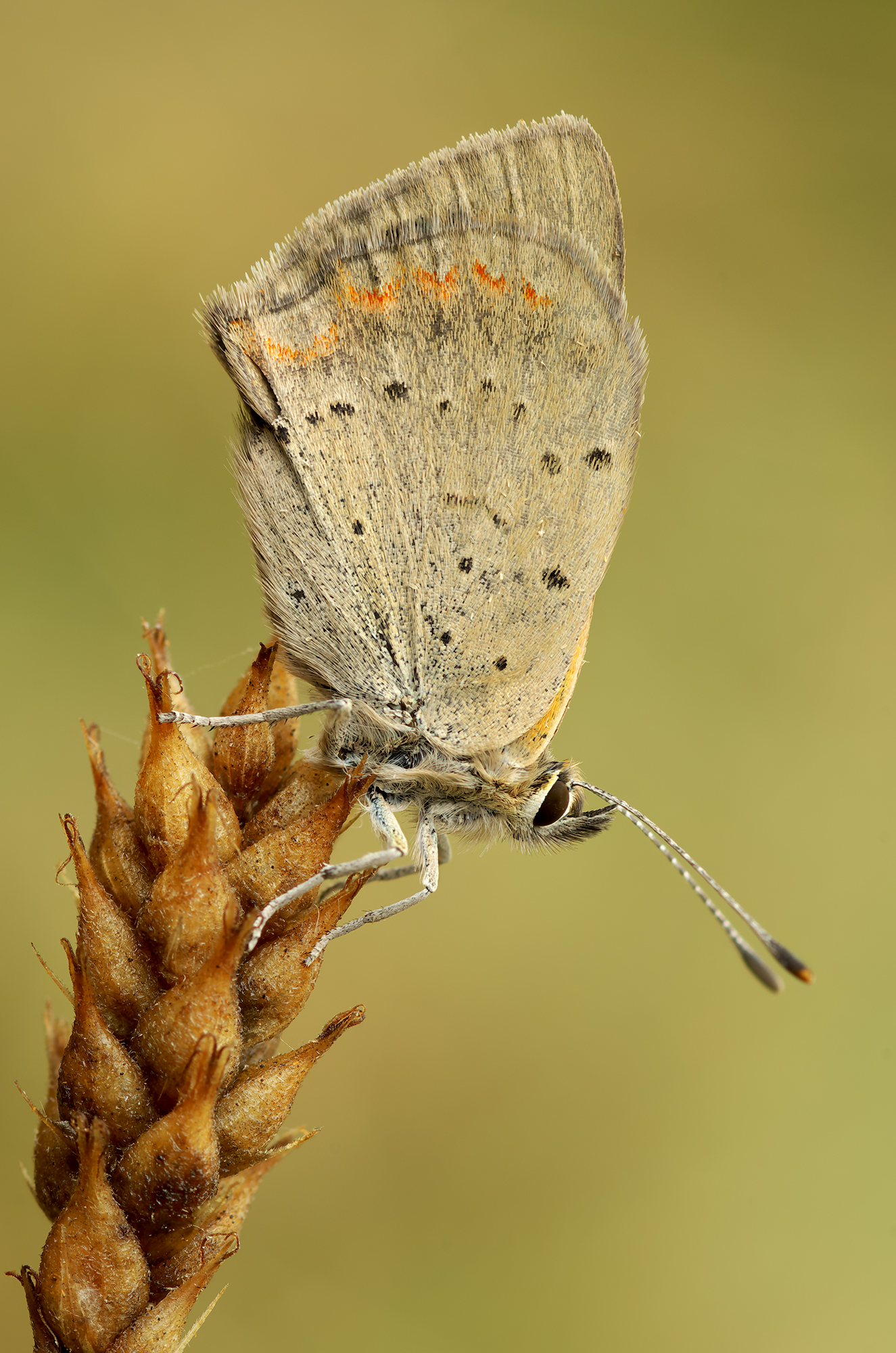 Lycaena phlaeas