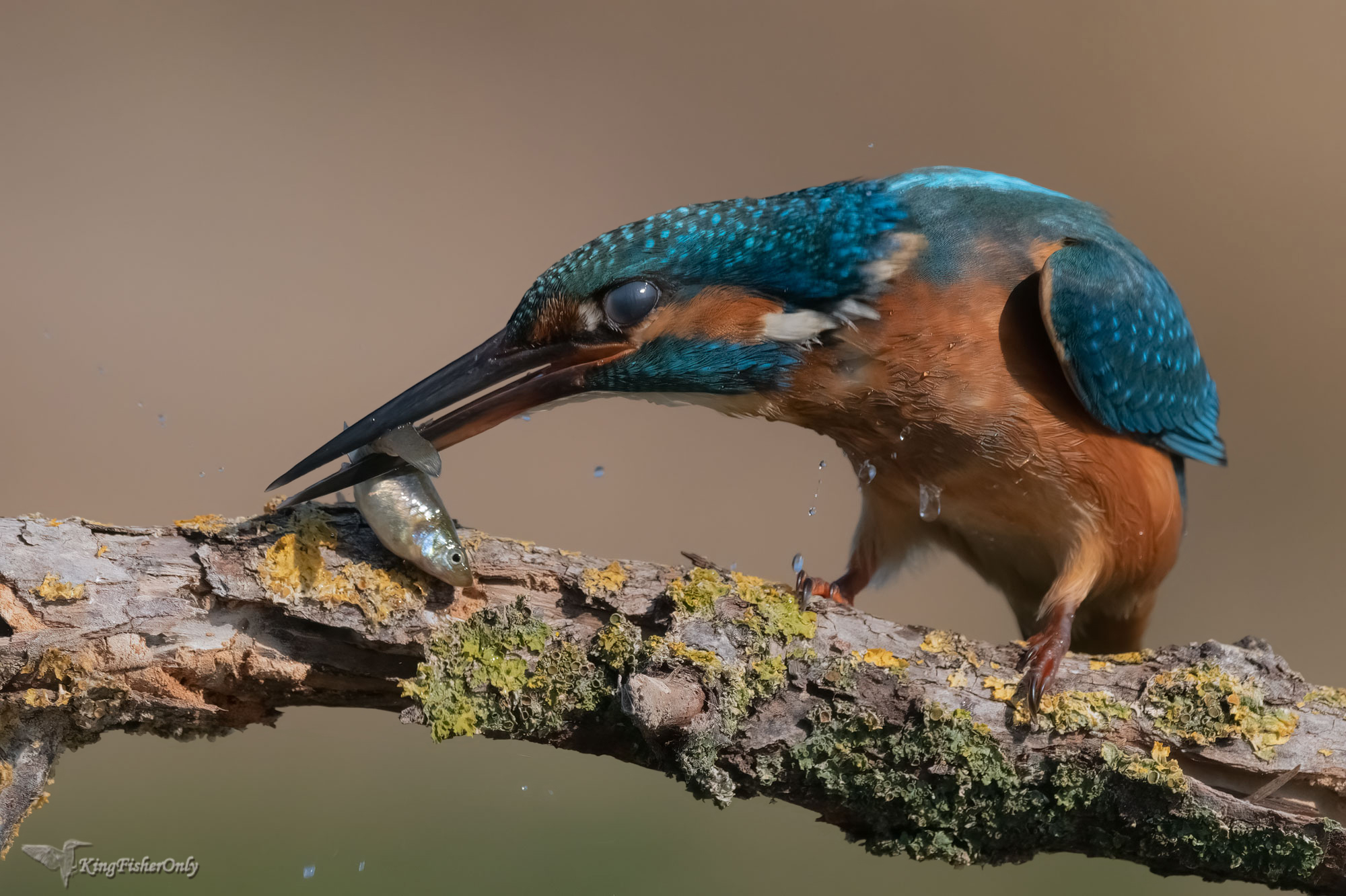 Kingfisher