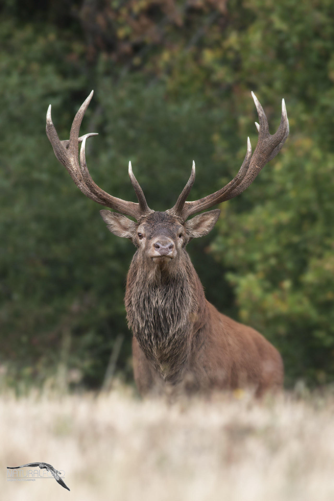 Bramito, senza bramito