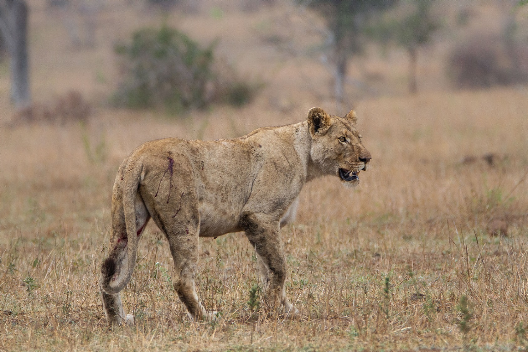 Ferita..in cerca di conforto...