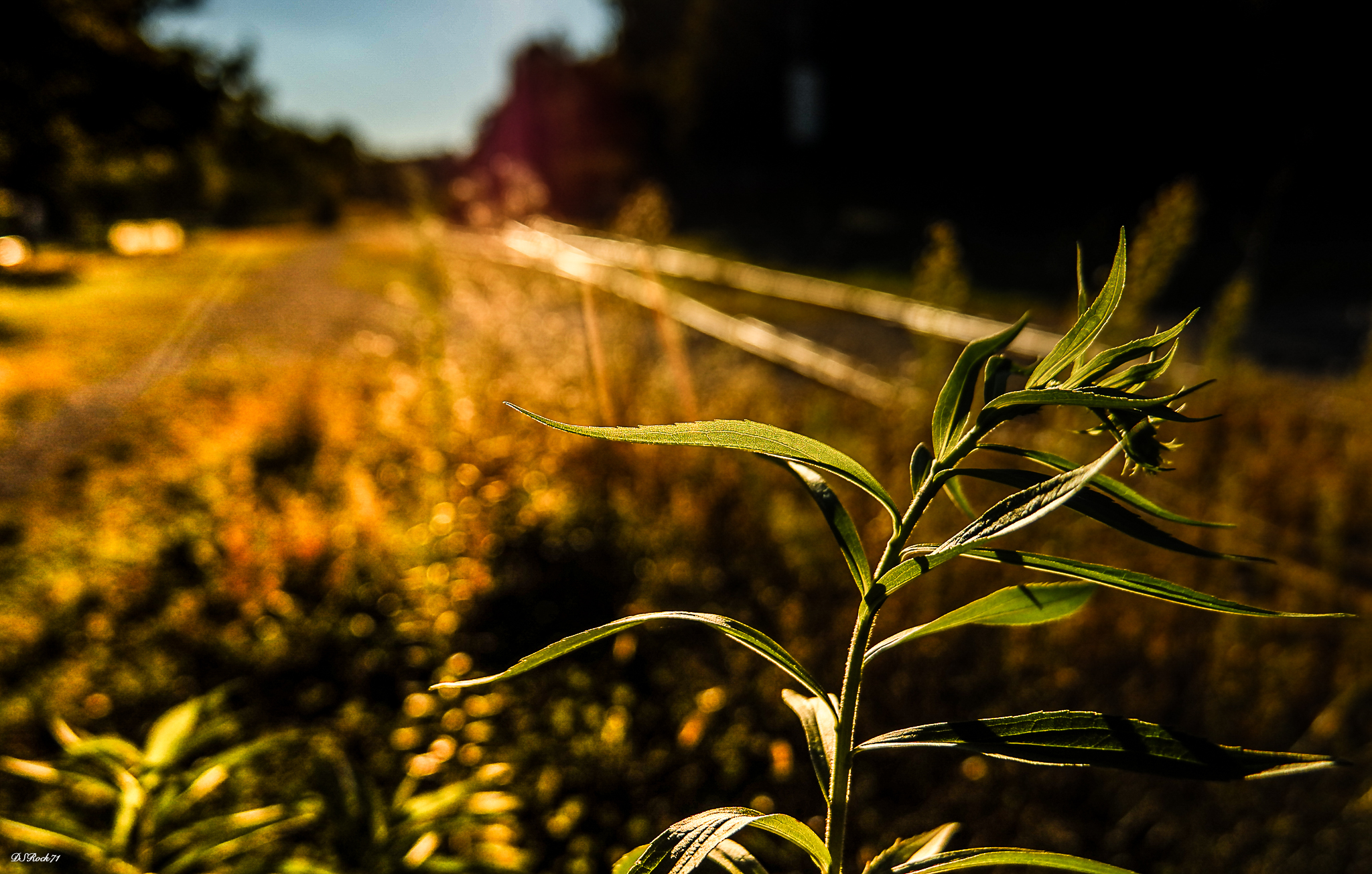 plants on rails