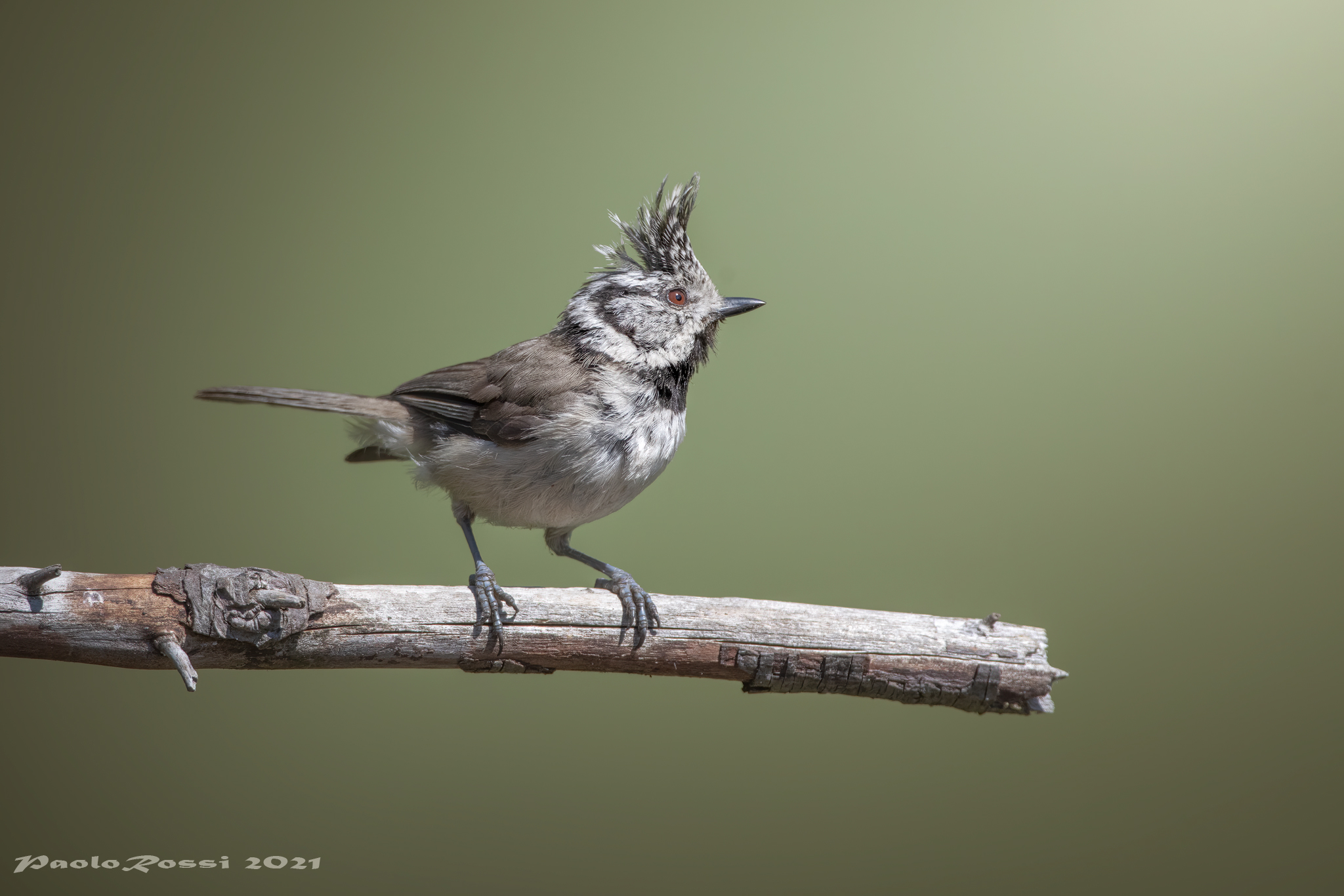 Cincia dal ciuffo...