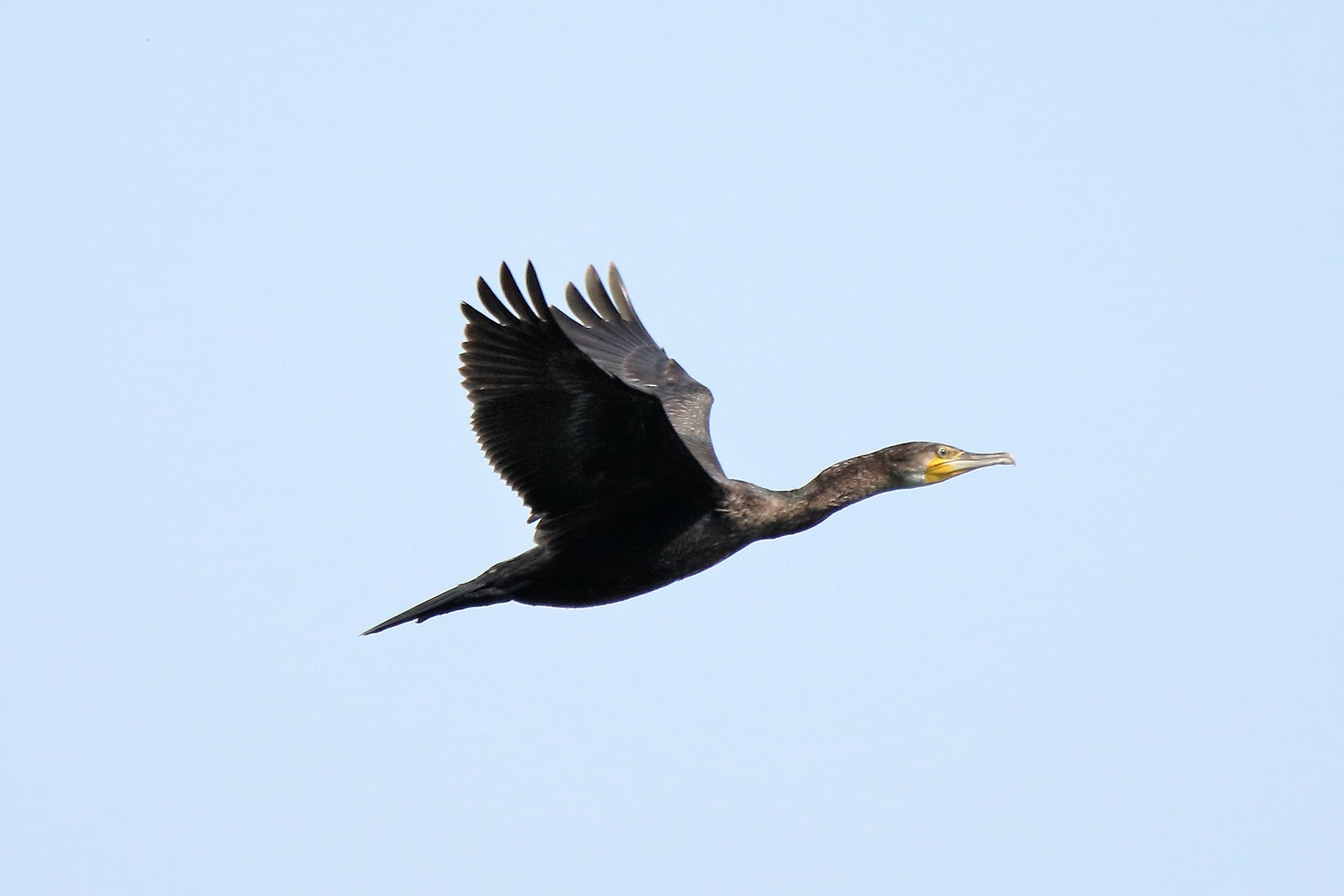 Cormorant