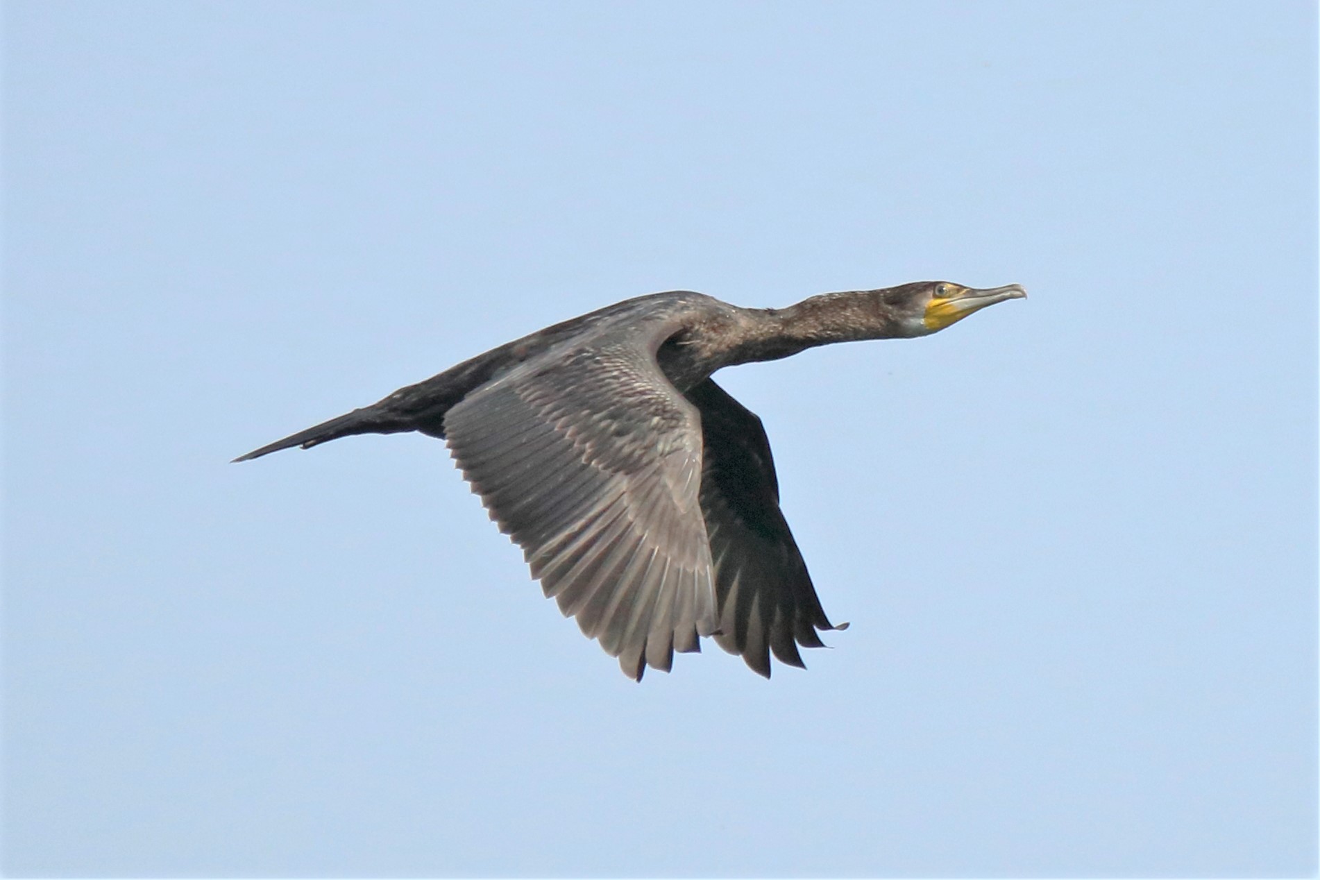 Cormorant