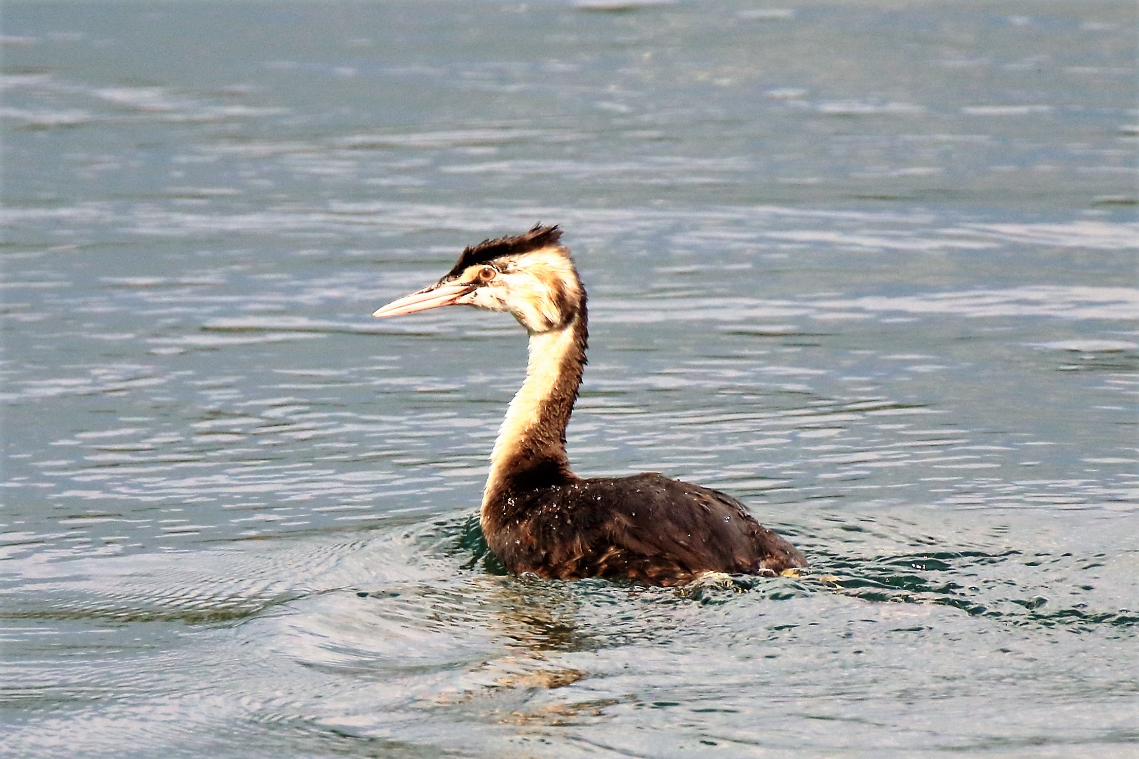 Grebe