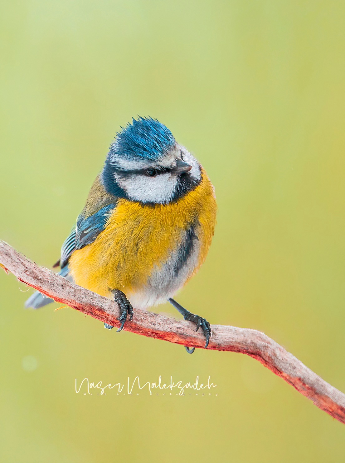 Blue tit
