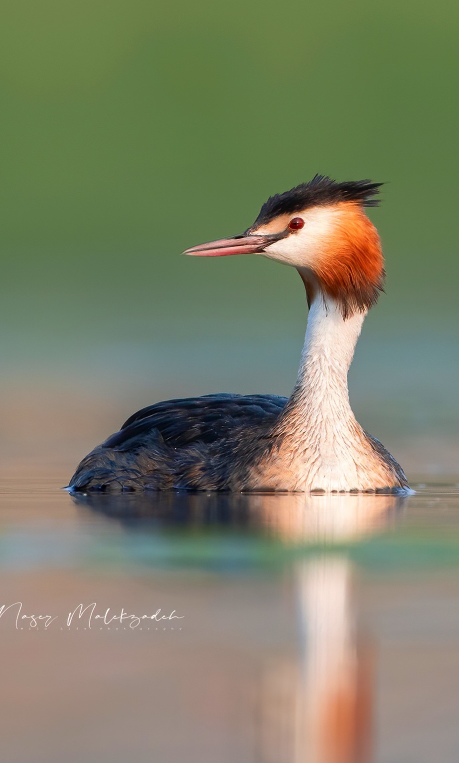 Great crested grebe