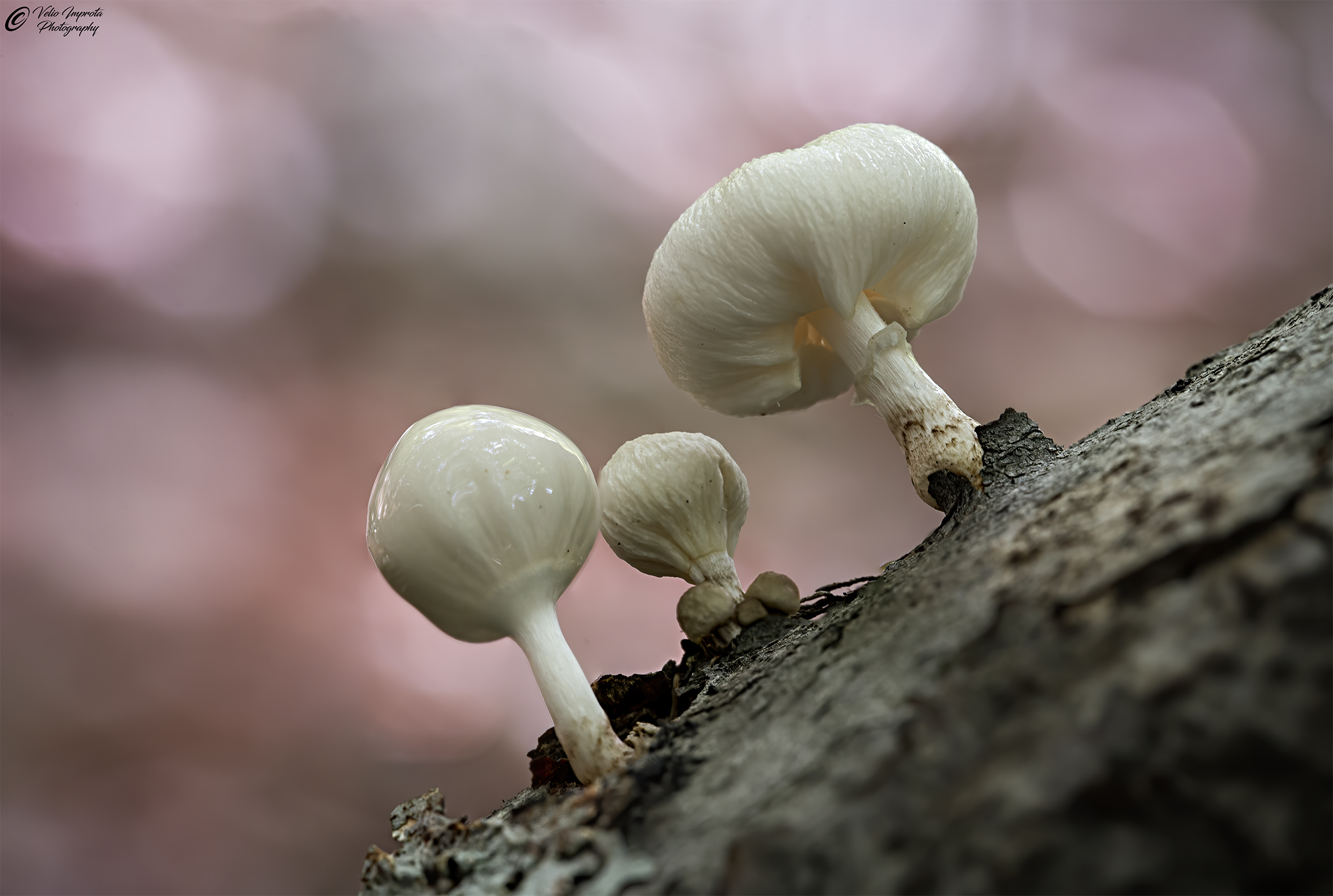 Il bianco è purezza