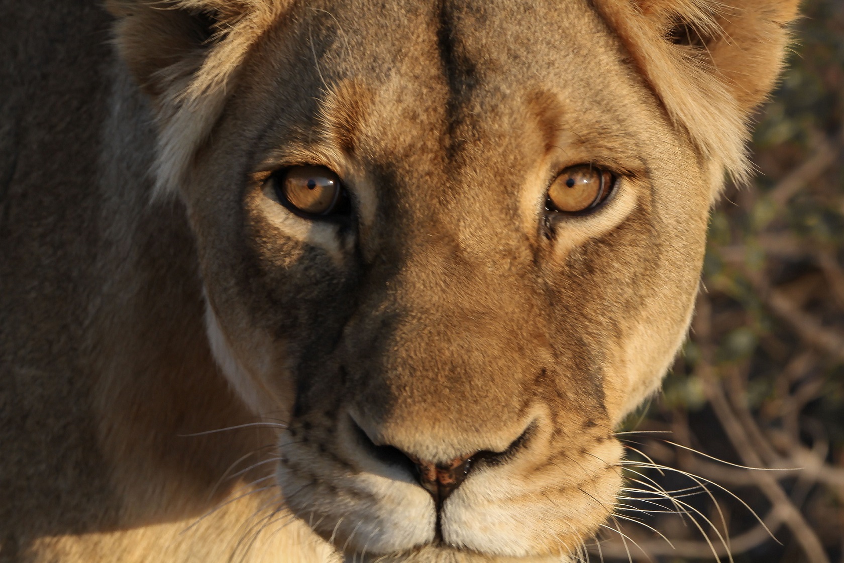 Te lo leggo negli occhi...