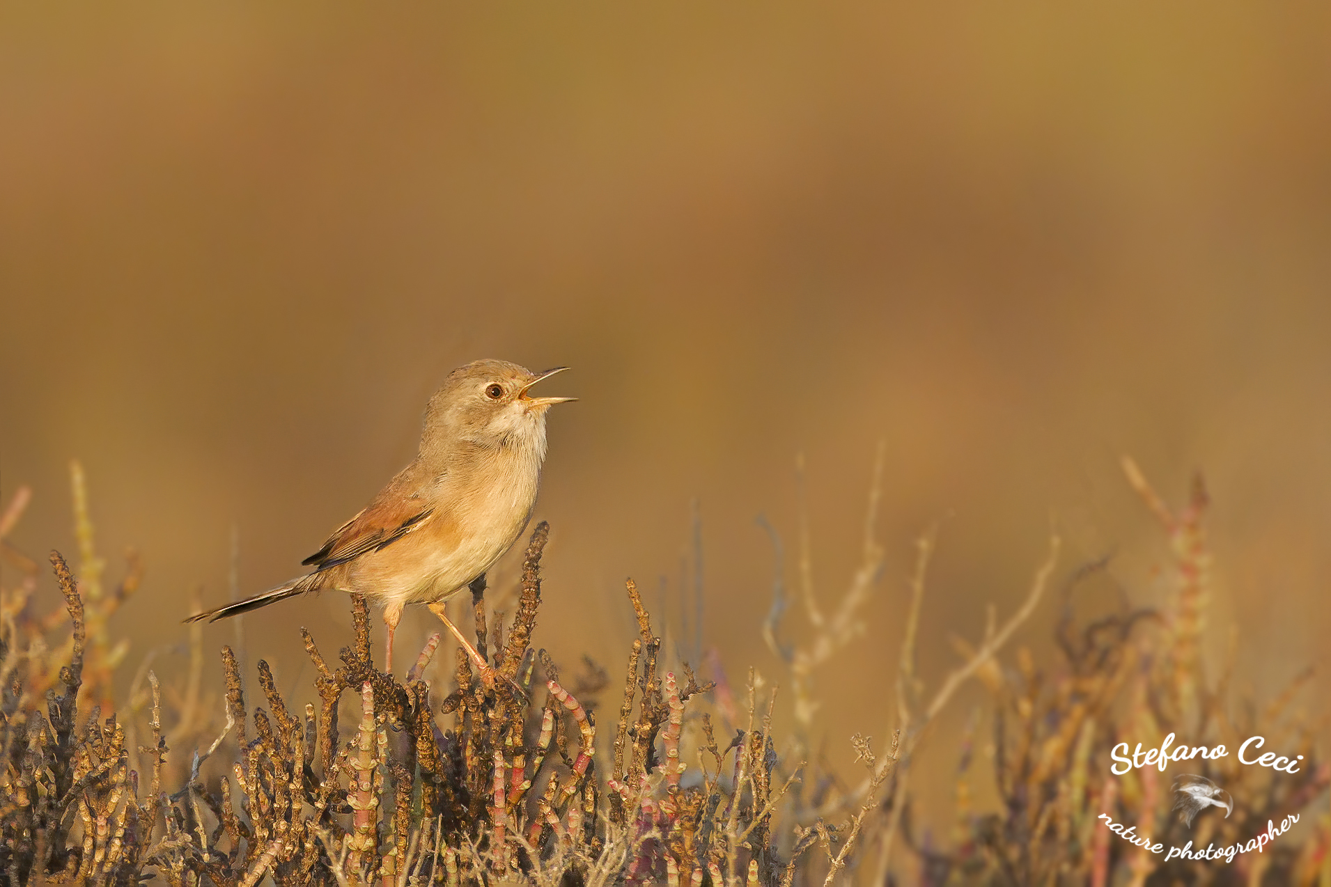 Sterpazzola of Sardinia