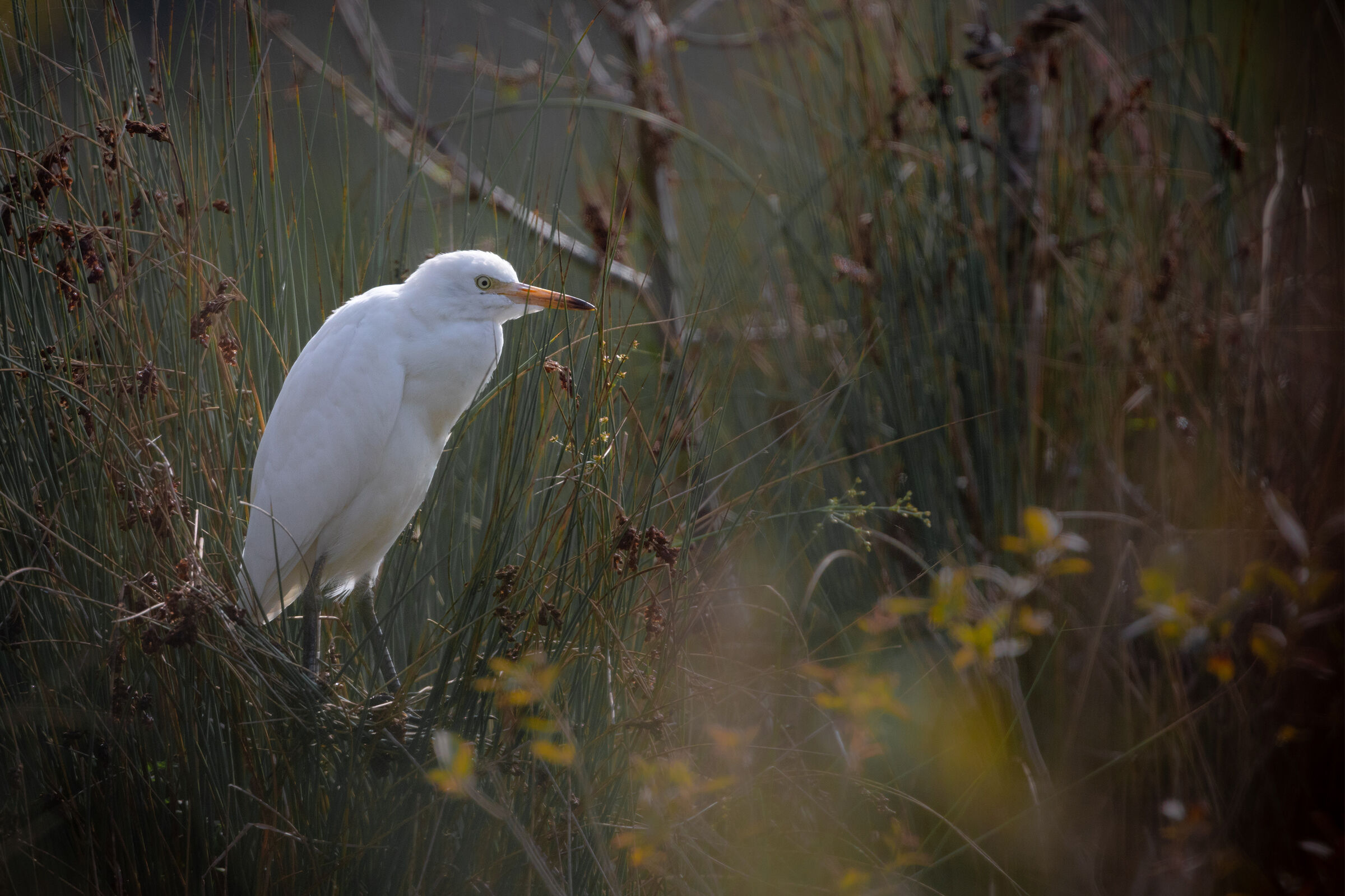 Cattle egret