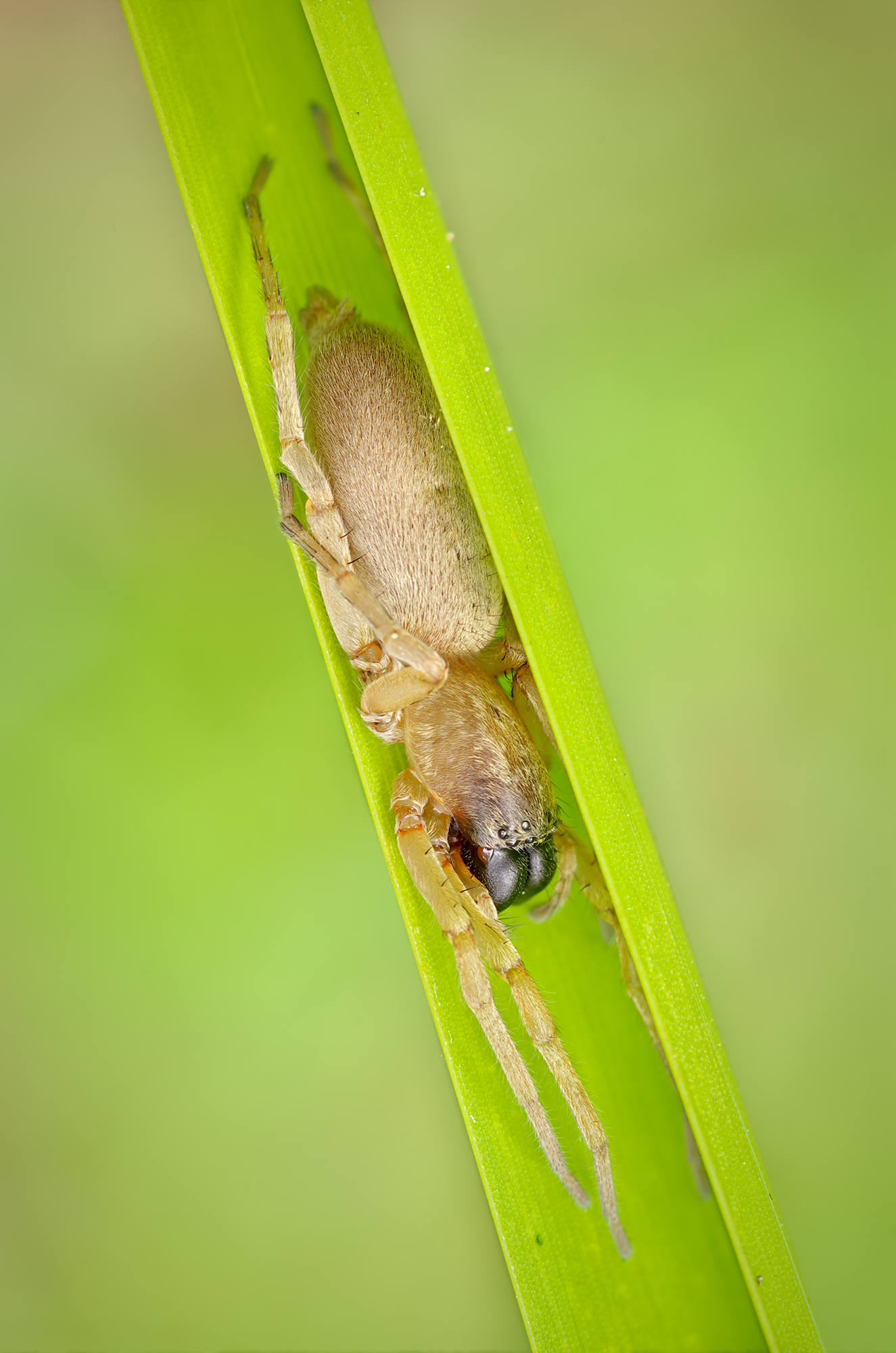 Hai bisogno di aiuto per identificare.