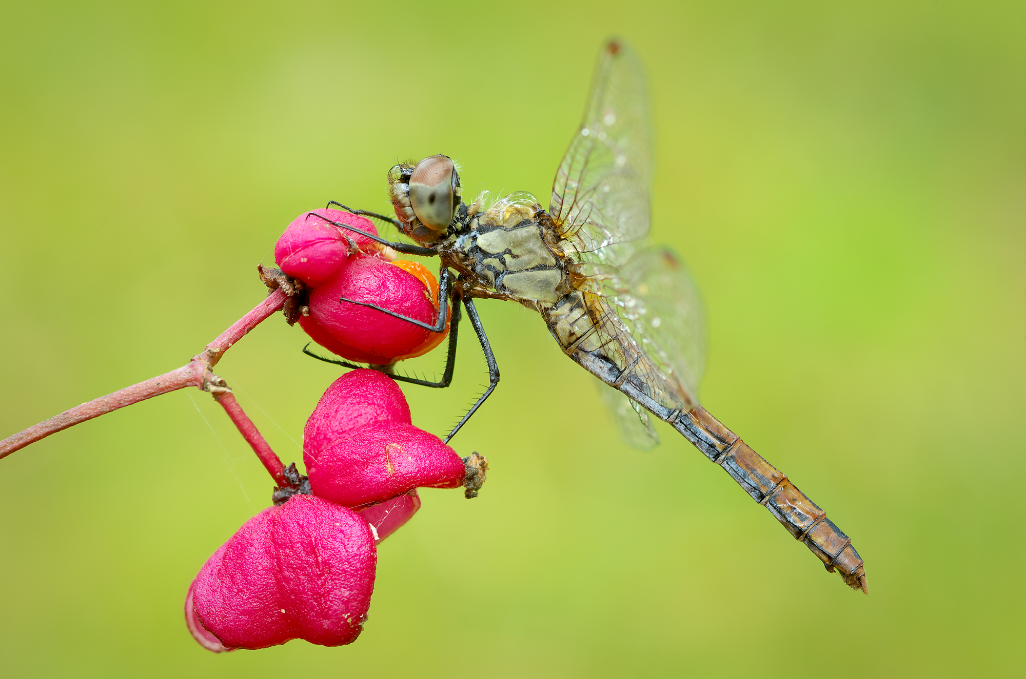 Sympetrum sanguineum