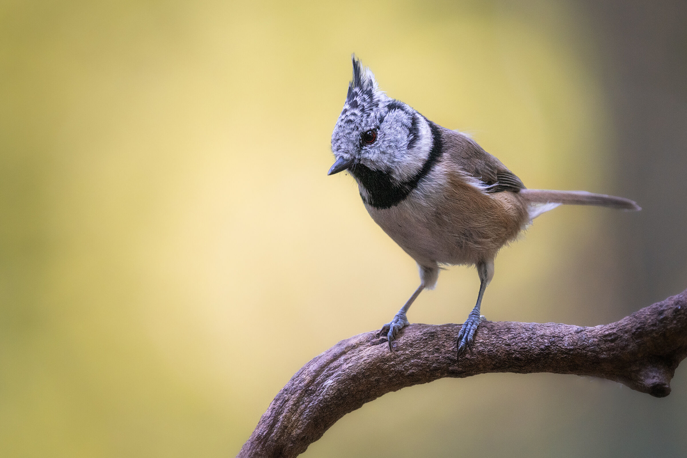 Tufted