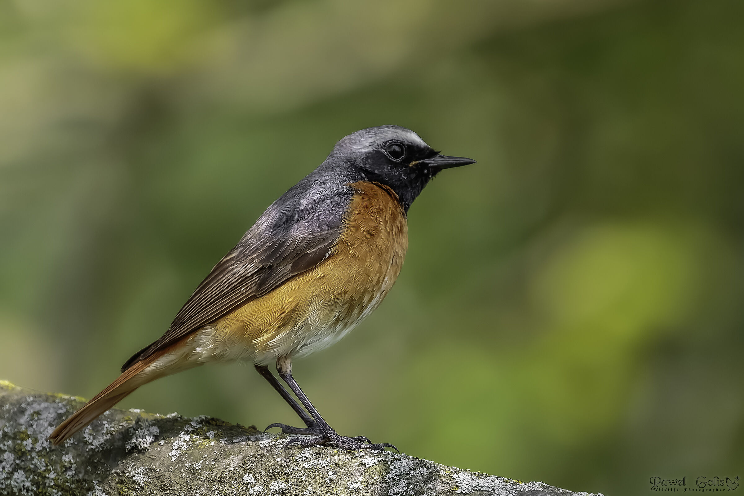 Redstart comune (Phoenicurus phoenicurus)