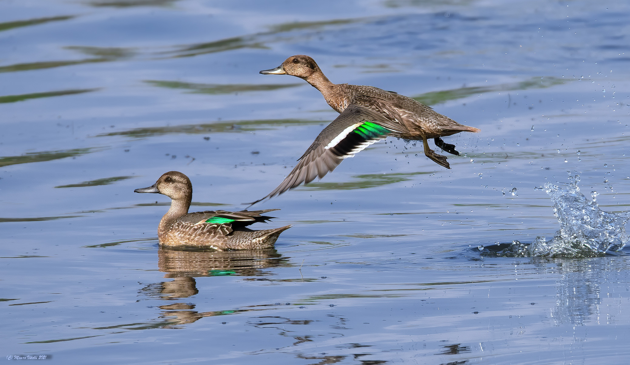 Teal (Anas crecca)