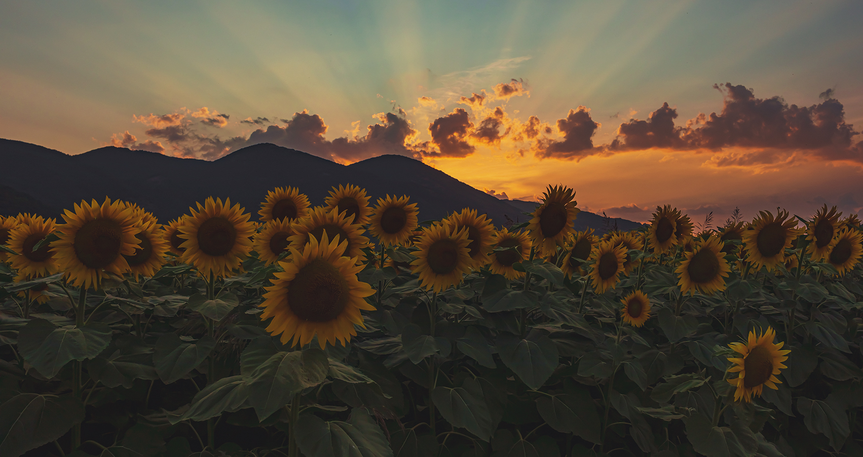 Tramonto con Girasoli
