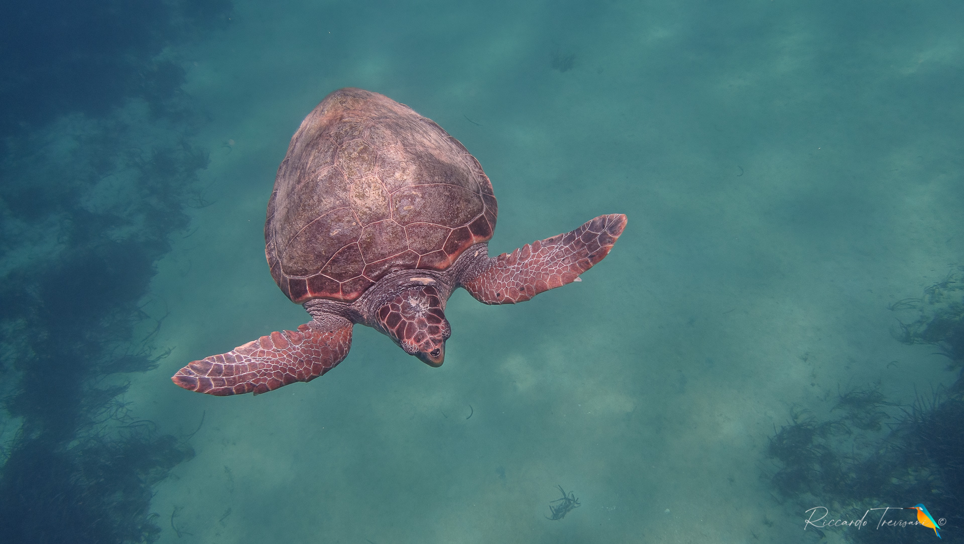 Rika my friend sea turtle