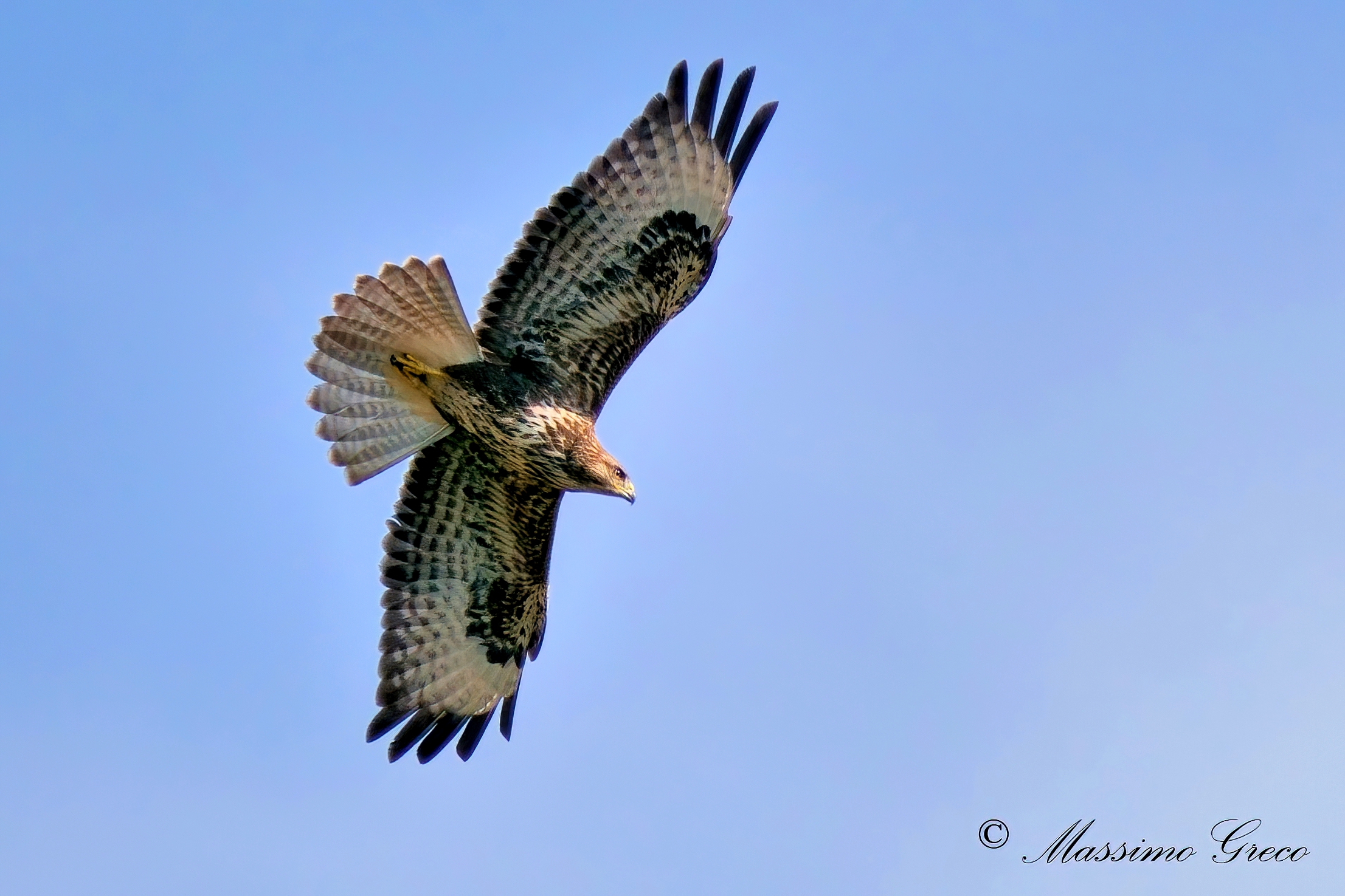 Poiana comune (Buteo buteo)