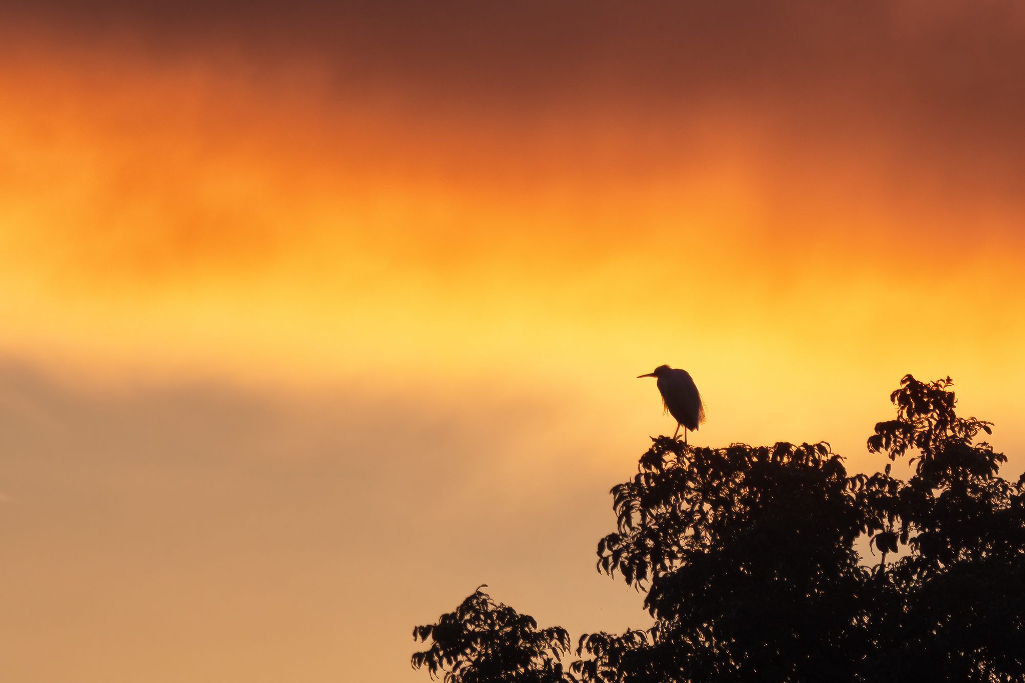 Guardare la pausa di un giorno