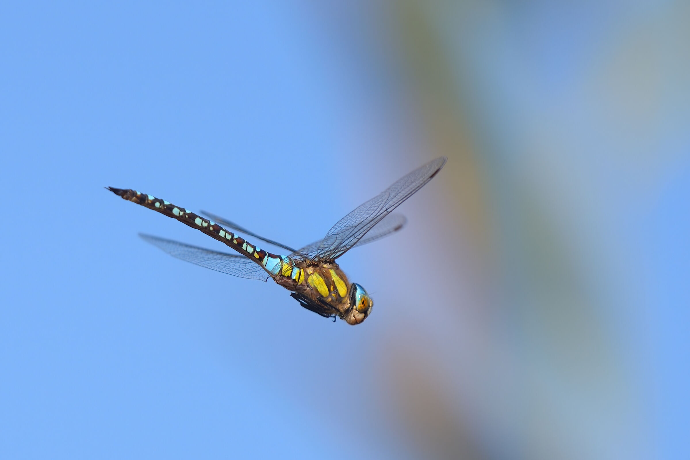Libellula