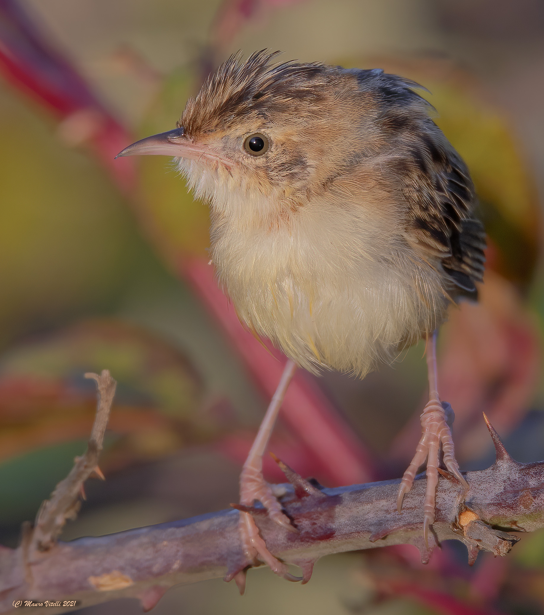 Beaker (Cisticola juncidis)