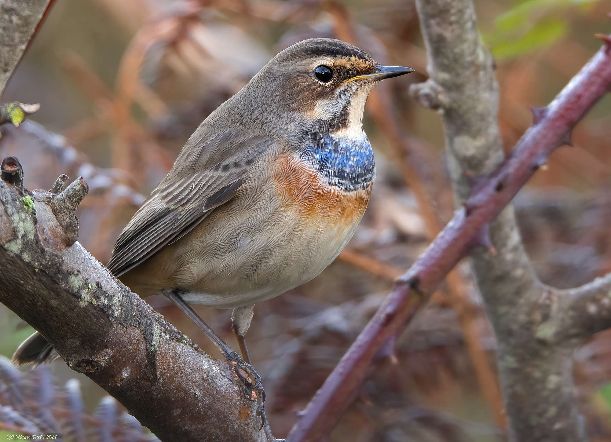 Blue-breasted (Luscinia svecica)