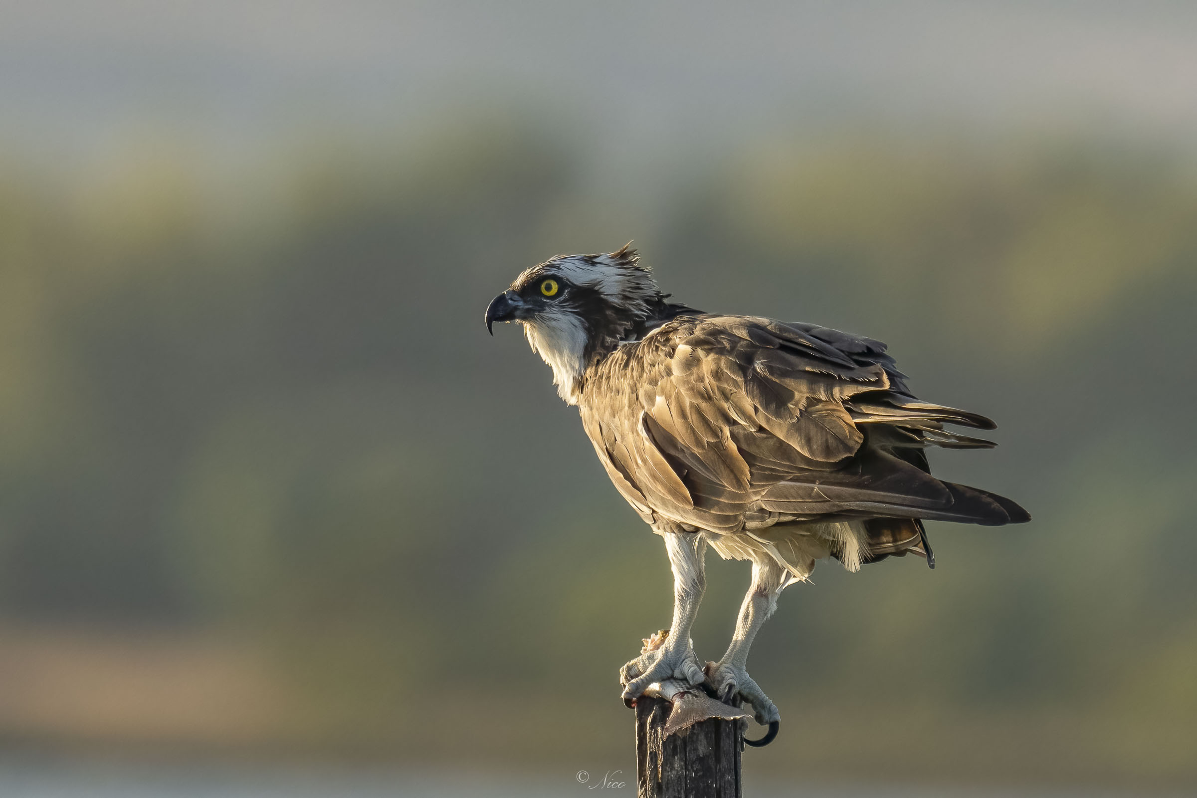 Falco Pescatore