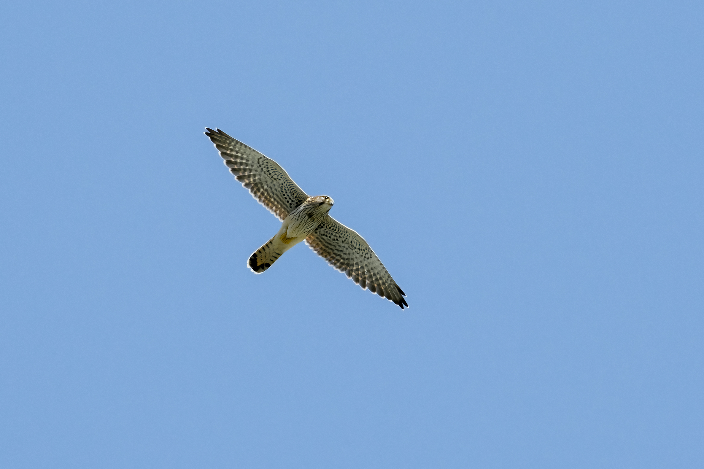kestrel
