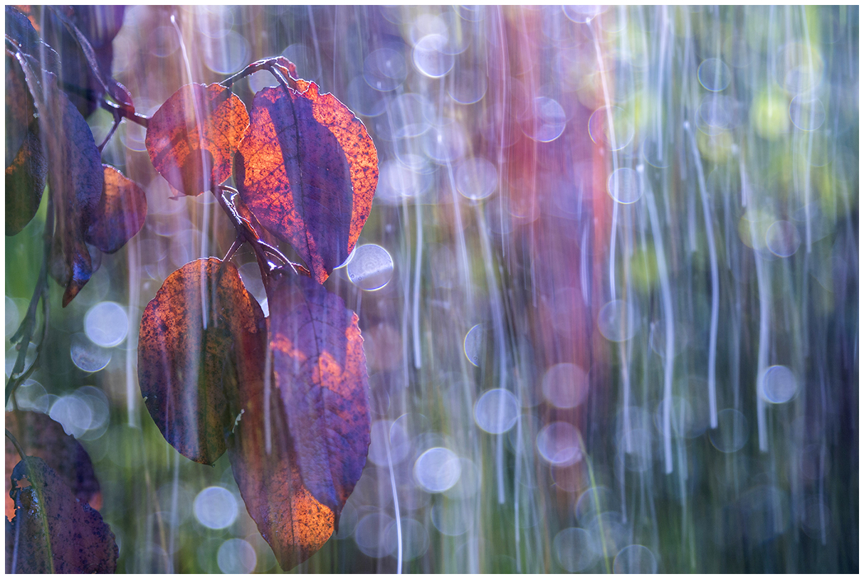 timido autunno....