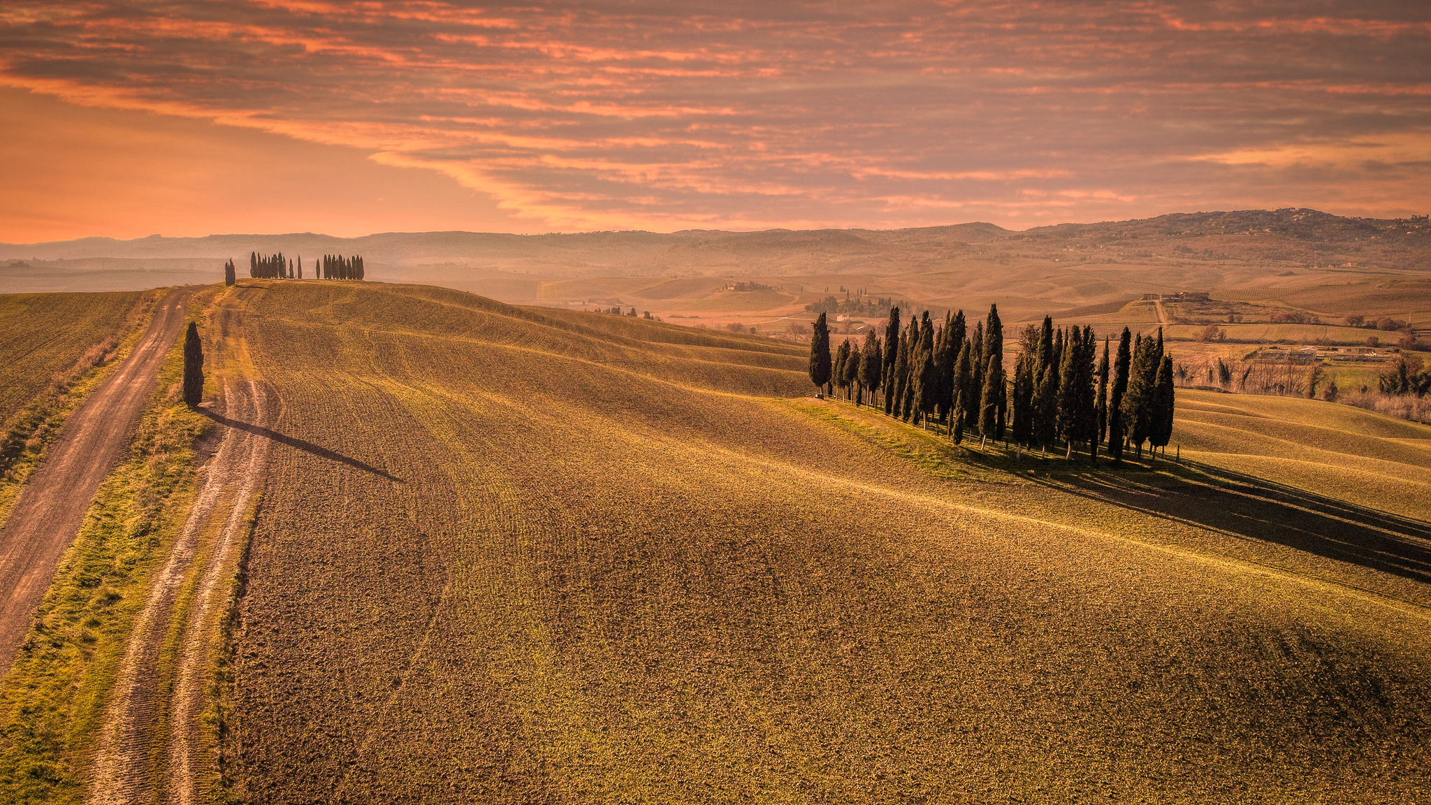 Cypresses of San Quirico