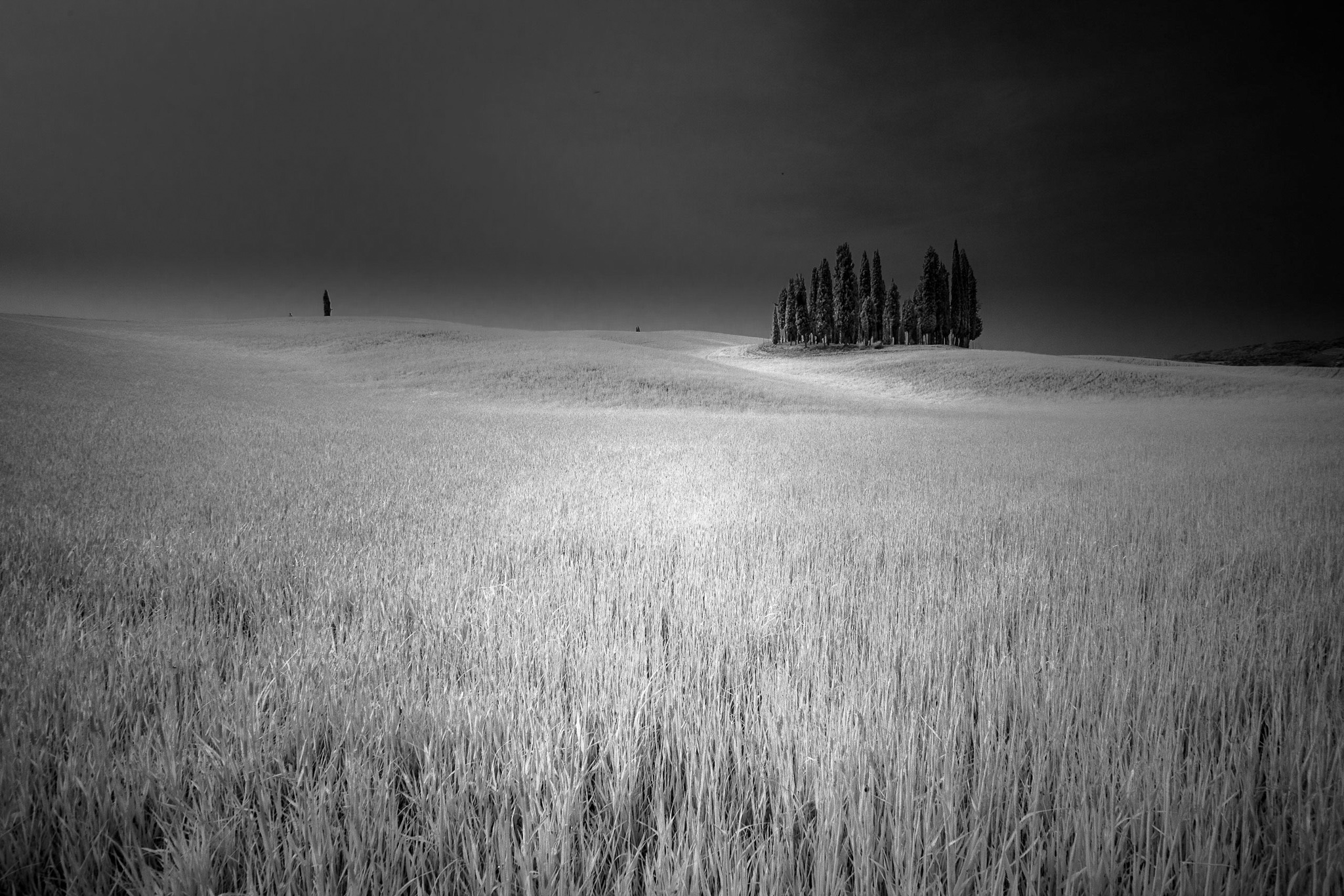 Infrared cypress trees