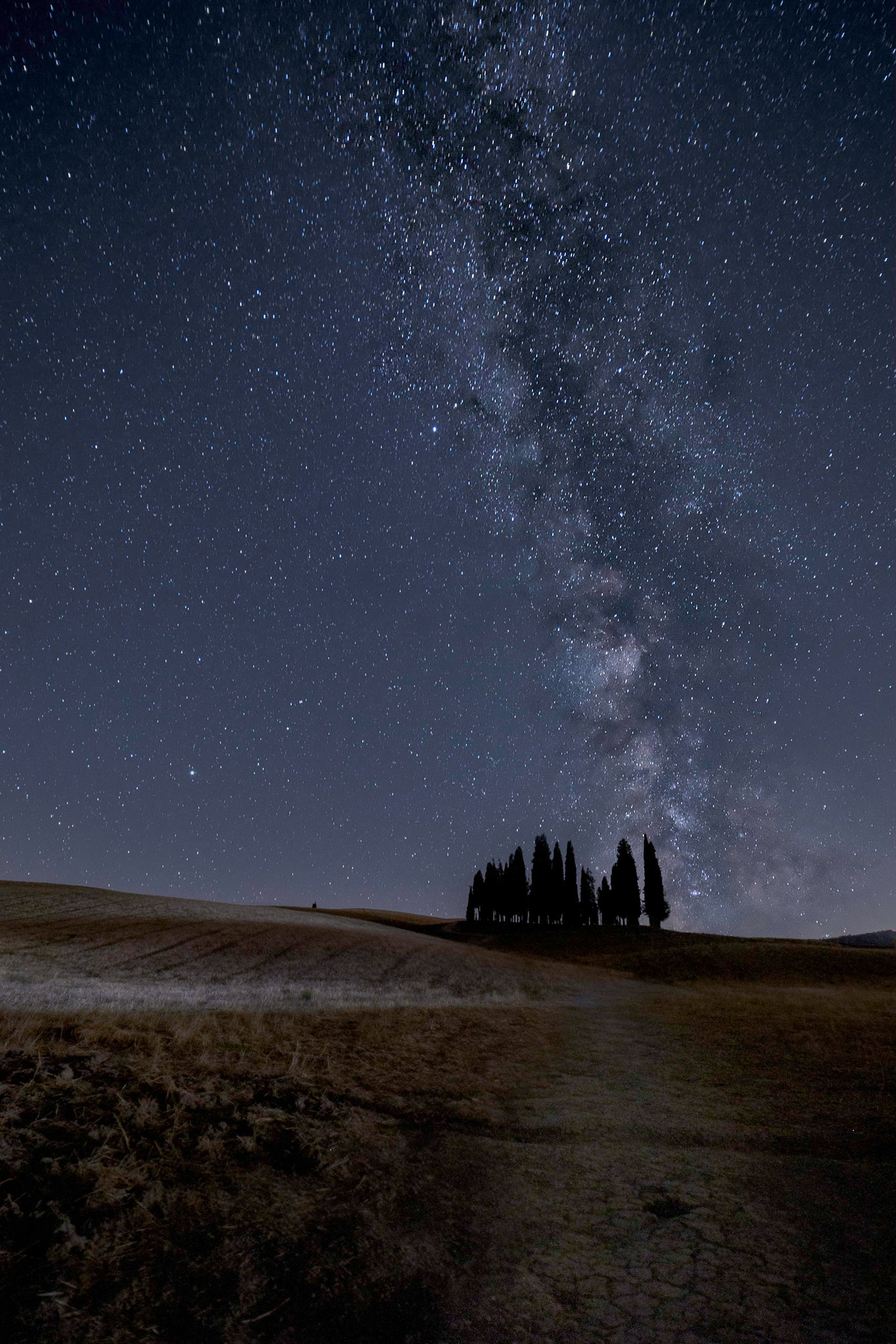 Cipressi di San Quirico