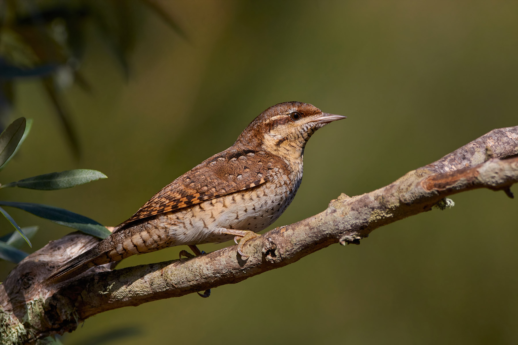 Eurasian wryneck