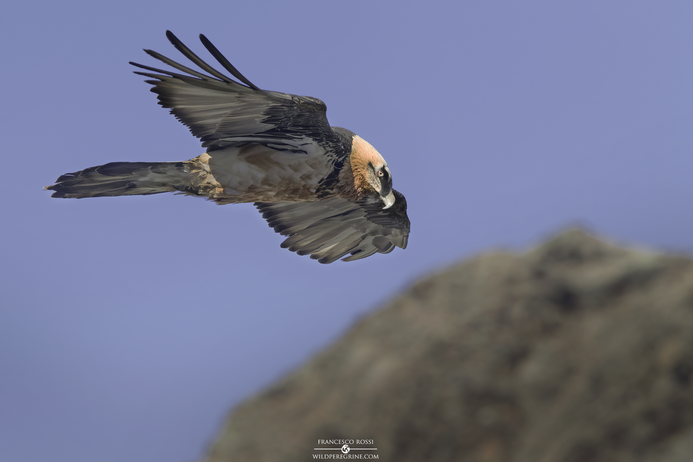 Gipeto (Gypaetus barbatus)